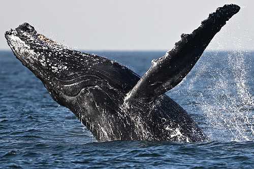 Say What!? Father Films WILD Video Of Whale Swallowing His Son In Chile (WATCH) Say What!? Father Films WILD Video Of Whale Swallowing His Son In Chile (WATCH)